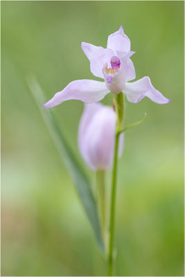 Hybride aus Rotem und Schwertblättrigem Waldvöglein (Cephalanthera x otto-hechtii), Gotland, Schweden