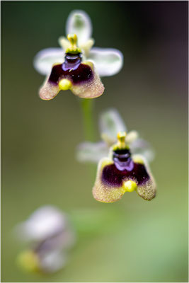Norman´s Ragwurz (Ophrys normanii)
