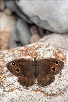 Weißkernauge (Satyrus ferula), Weibchen, Frankreich, Ardèche
