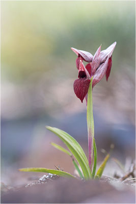 Herzförmiger Zungenstendel (Serapias cordigera), Korsika
