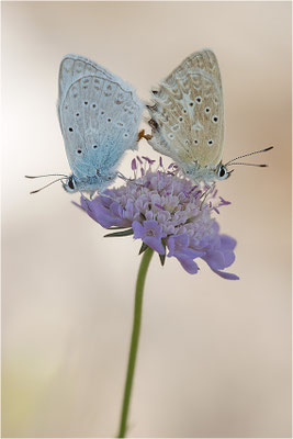 Zahnflügel-Bläuling (Polyommatus daphnis), Paarung, Deutschland, Oberbayern
