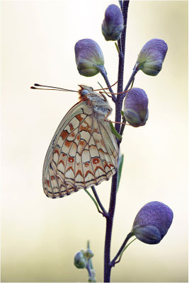 Stiefmütterchen-Perlmutterfalter (Argynnis niobe f. eris), Schweiz, Kanton Bern
