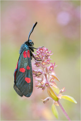 Großes Fünffleck-Widderchen (Zygaena lonicerae), Italien, Region Aostatal, 2000m