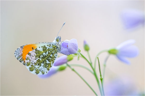 Aurorafalter (Anthocharis cardamines), Männchen, Deutschland, Baden-Württemberg