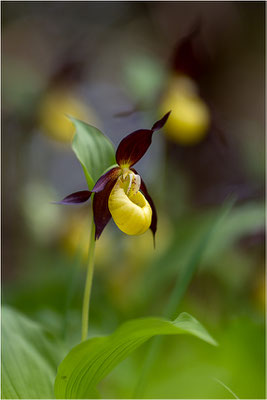 Gelber Frauenschuh (Cypripedium calceolus), Schweden, Gotland