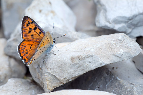 Violetter Feuerfalter (Lycaena alciphron gordius), Männchen, Frankreich, Haute Alps, 1300m