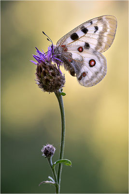 Roter Apollo (Parnassius apollo testoutensis), Frankreich, Dep. Savoie