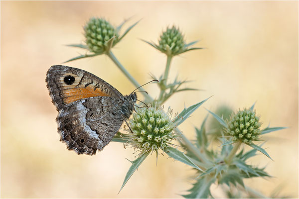 Rotbindiger Samtfalter (Arethusana arethusa), Frankreich, Drôme