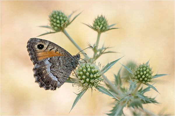 Rotbindiger Samtfalter (Arethusana arethusa), Frankreich, Drôme