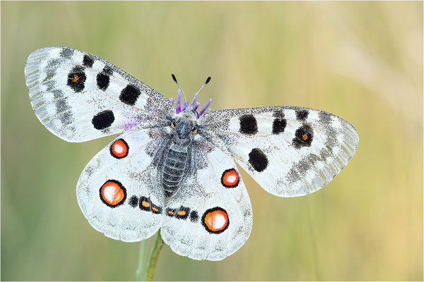 Roter Apollo (Parnassius apollo lithographicus), Deutschland, Oberbayern