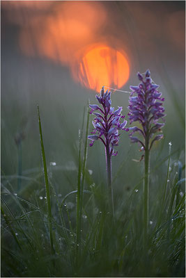 Helm-Knabenkraut (Orchis militaris), Deutschland, Baden-Württemberg, südlicher Oberrhein