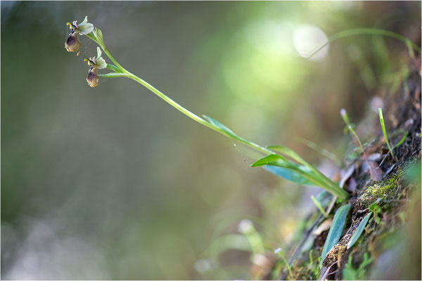 Norman´s Ragwurz (Ophrys normanii)