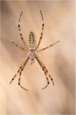 Wespenspinne (Argiope bruennichi), Männchen, Deutschland, Baden-Württemberg