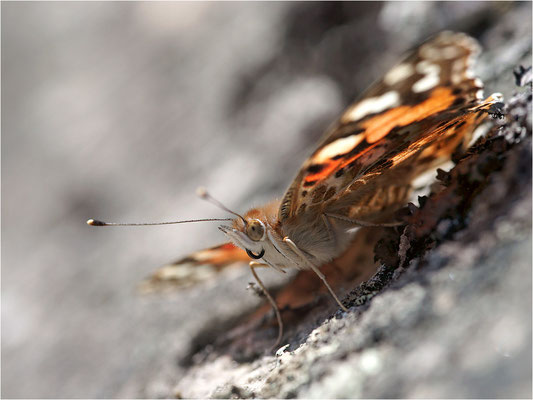 Distelfalter (Vanessa cardui), Schweden, Dalsland