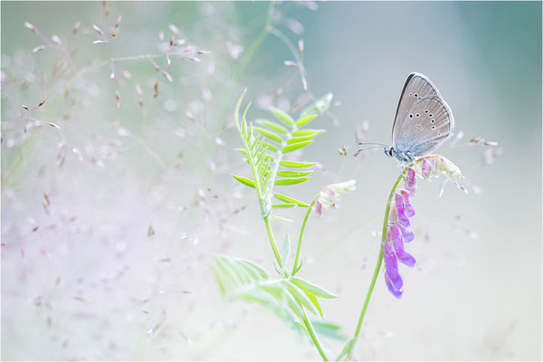 Rotklee-Bläuling (Cyaniris semiargus), Italien, Piemont