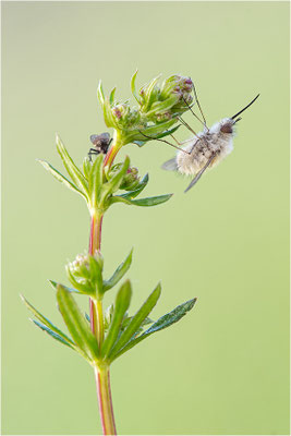 Kleiner Wollschweber (Bombylius minor), Deutschland, Baden-Württemberg