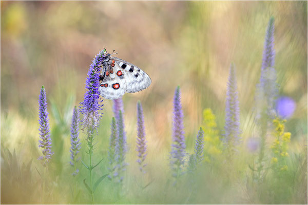Roter Apollo (Parnassius apollo linnei), Schweden, Gotland