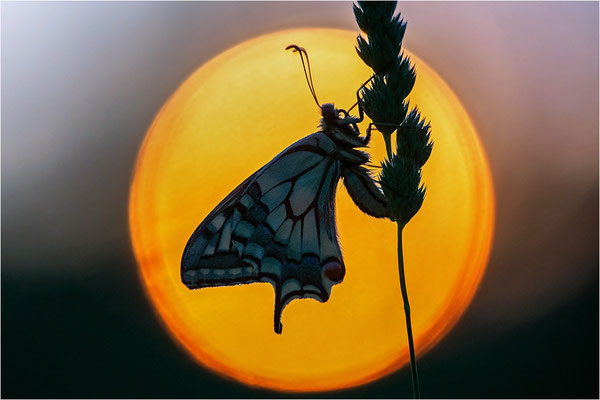 Schwalbenschwanz (Papilio machaon), Deutschland, Baden-Württemberg