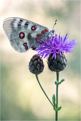 Roter Apollo (Parnassius apollo provincialis), Frankreich, Dep. Alpes-Maritimes