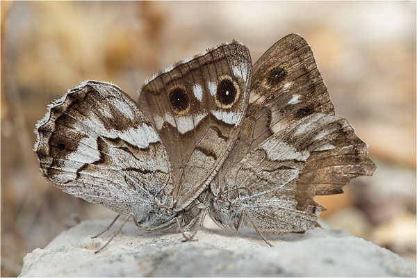 Hipparchia fidia, Werbeverhalten, Frankreich Dep. Var