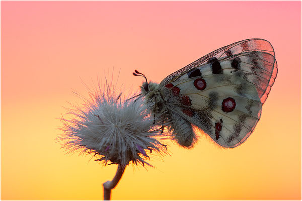 Roter Apollo (Parnassius apollo nivatus), Frankreich, Dep. Jura
