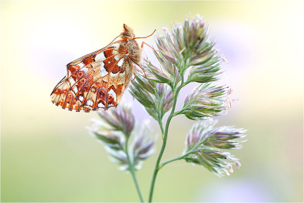 Hochmoor-Perlmuttfalter (Boloria aquilonaris), Deutschland, Rheinland-Pfalz