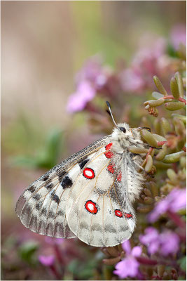 Roter Apollo (Parnassius apollo valesiacus), Schweiz, Kanton Wallis
