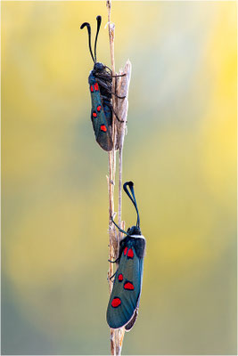 Lavendel-Widderchen (Zygaena lavandulae), Frankreich, Ardèche