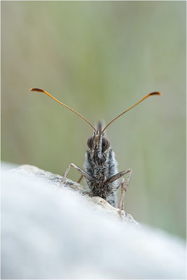 Rotbindiger Samtfalter (Arethusana arethusa), Frankreich, Drôme