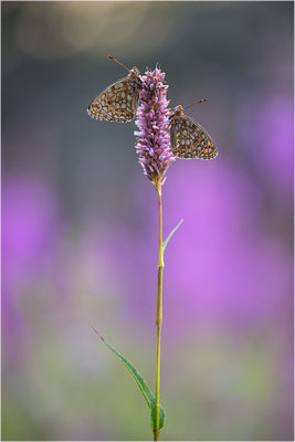 Stiefmütterchen-Perlmutterfalter (Argynnis niobe), Italien, Region Aostatal, 2000m