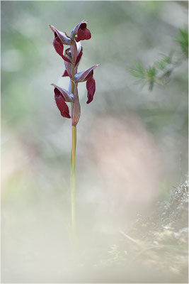 Herzförmiger Zungenstendel (Serapias cordigera), Korsika