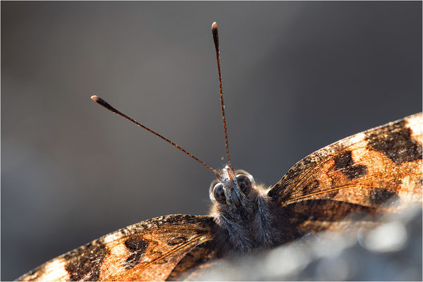 Großer Fuchs (Nymphalis polychloros), Deutschland, Baden-Württemberg