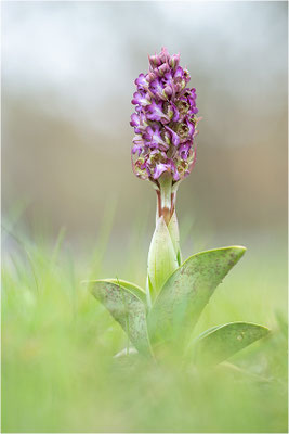 Riesen-Knabenkraut (Himantoglossum robertianum), Provence, Frankreich