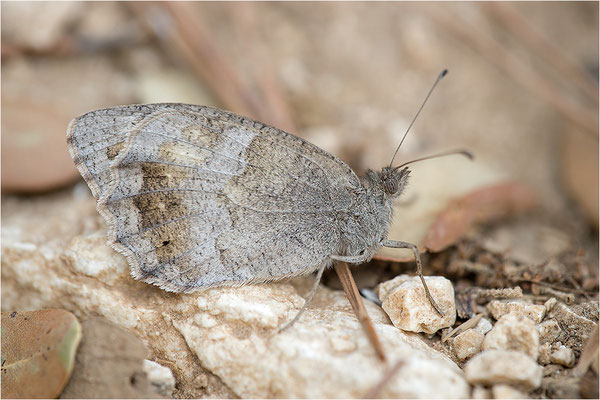 Eisenfarbiger Samtfalter (Hipparchia statilinus), Frankreich, Dep. Drôme