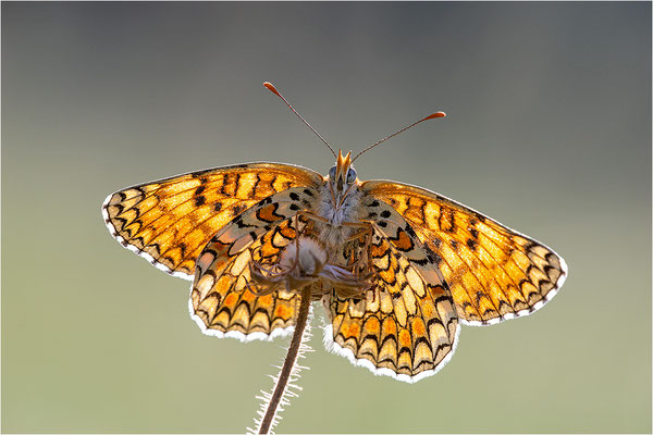 Flockenblumen-Scheckenfalter (Melitaea phoebe), Frankreich, Savoie