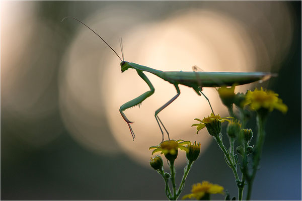 Europäische Gottesanbeterin (Mantis religiosa), Männchen, Deutschland, Baden-Württemberg