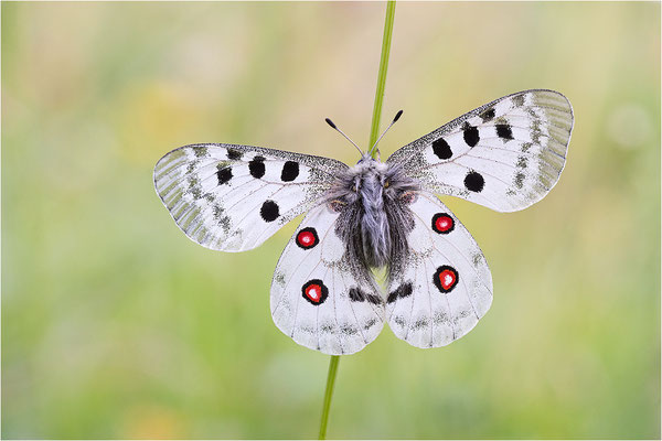 Roter Apollo (Parnassius apollo calmensis), Schweiz, Kanton Fribourg