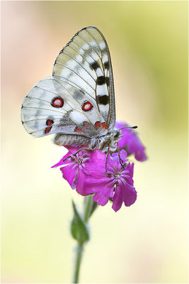 Roter Apollo (Parnassius apollo pedemontanus), Italien, Region Aostatal