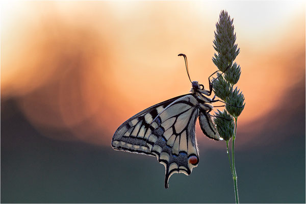 Schwalbenschwanz (Papilio machaon), Deutschland, Baden-Württemberg