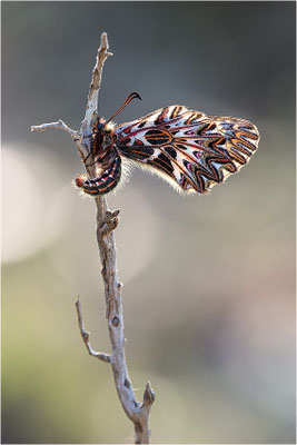 Südlicher Osterluzeifalter (Zerynthia polyxena), Männchen, Frankreich, Ardèche