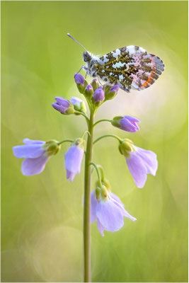 Aurorafalter (Anthocharis cardamines), Männchen, Deutschland, Baden-Württemberg