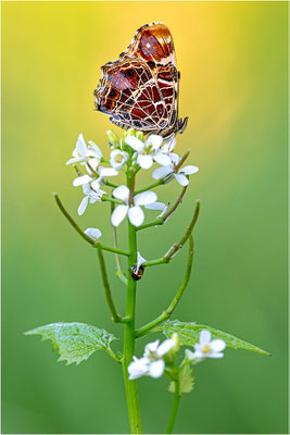 Landkärtchen (Araschnia levana), Frühjahrsform, Deutschland, Baden-Württemberg