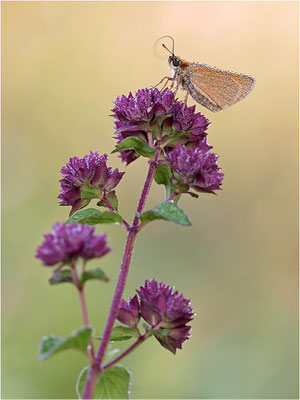 Schwarzkolbiger Braun-Dickkopffalter (Thymelicus lineola), Deutschland, Baden-Württemberg