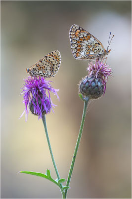 Flockenblumen-Scheckenfalter (Melitaea phoebe) und Roter Scheckenfalter (Melitaea didyma), Männchen, Frankreich, Savoie