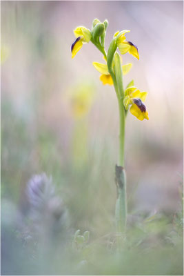 Ophrys lutea