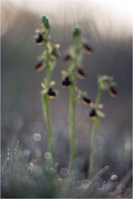 Ophrys passionis, Bouches-du-Rhône