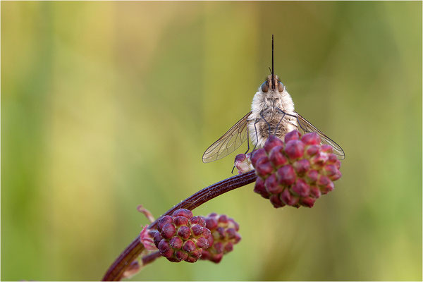 Kleiner Wollschweber (Bombylius minor), Deutschland, Baden-Württemberg