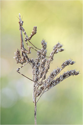 Hauben-Fangschrecke (Empusa pennata), Weibchen (subadult), Frankreich, Drôme
