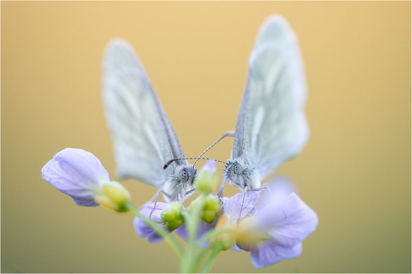 Tintenfleck-Weißling (Leptidea sinapis bzw. juvernica), Deutschland, Baden-Württemberg