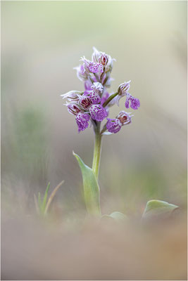 Milchweißes Knabenkraut (Neotinea lactea), Dep. Var, Frankreich